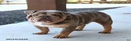 English Bulldog dogs for sale: Legend - Ad 3