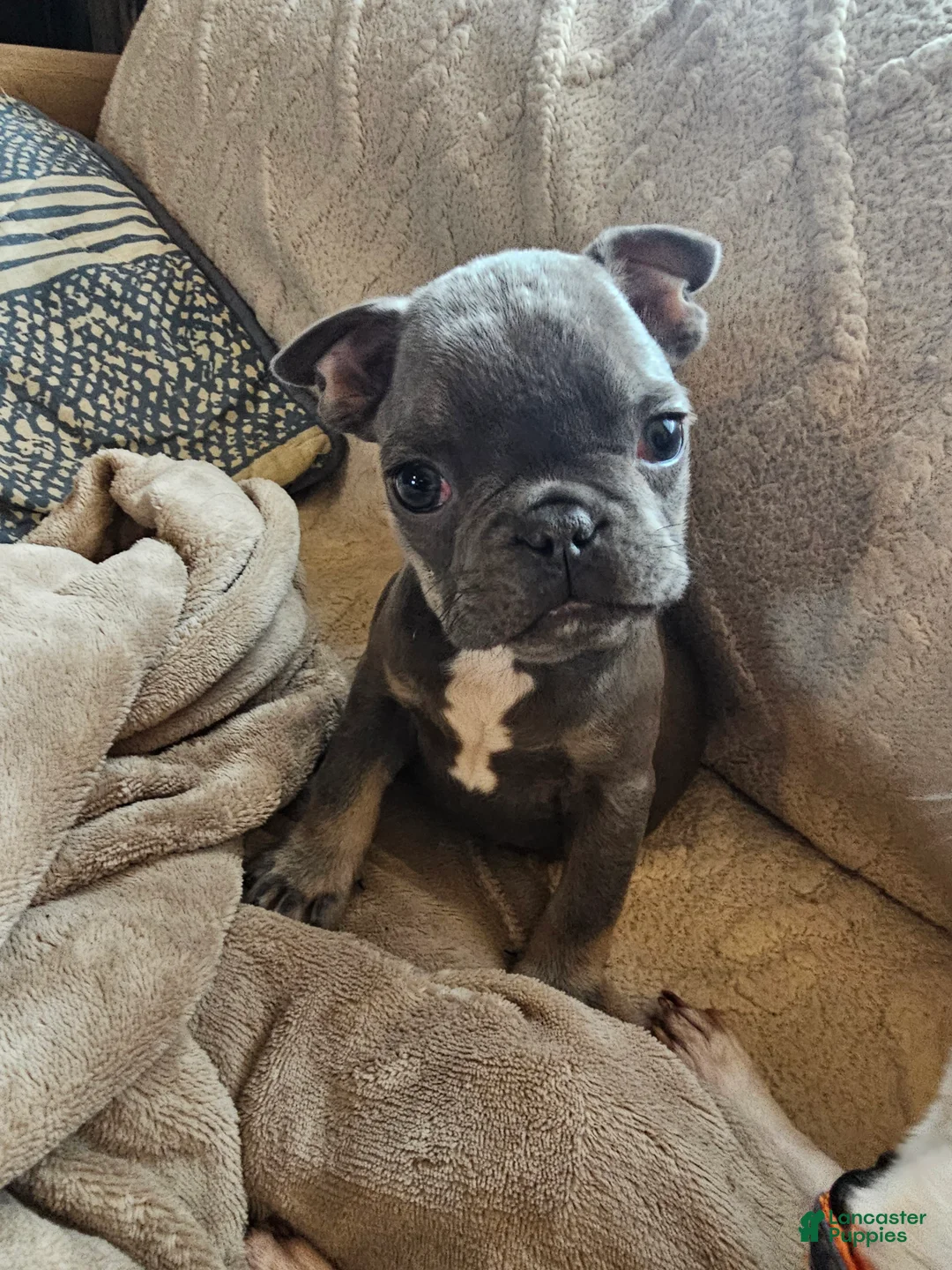 French Bulldog dogs for sale: French Bulldog Puppy 1 - Ad 3