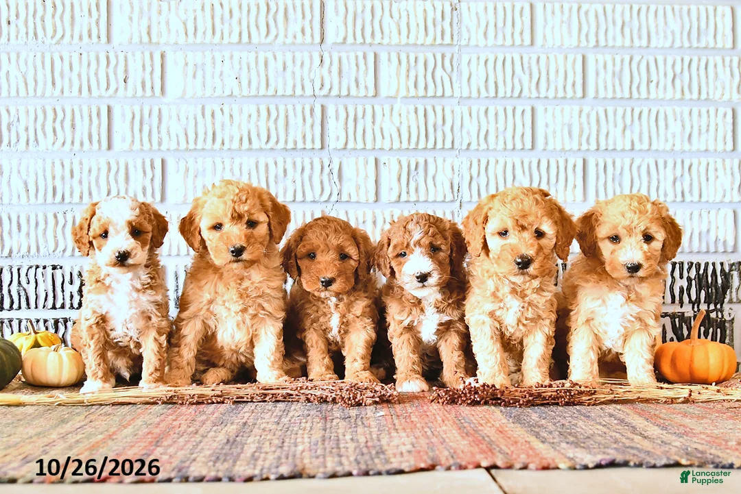 Mini Goldendoodle dogs for sale: Ginger - Ad 3