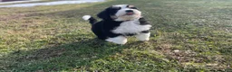 Bernedoodle dogs for sale: Duke - Ad 3