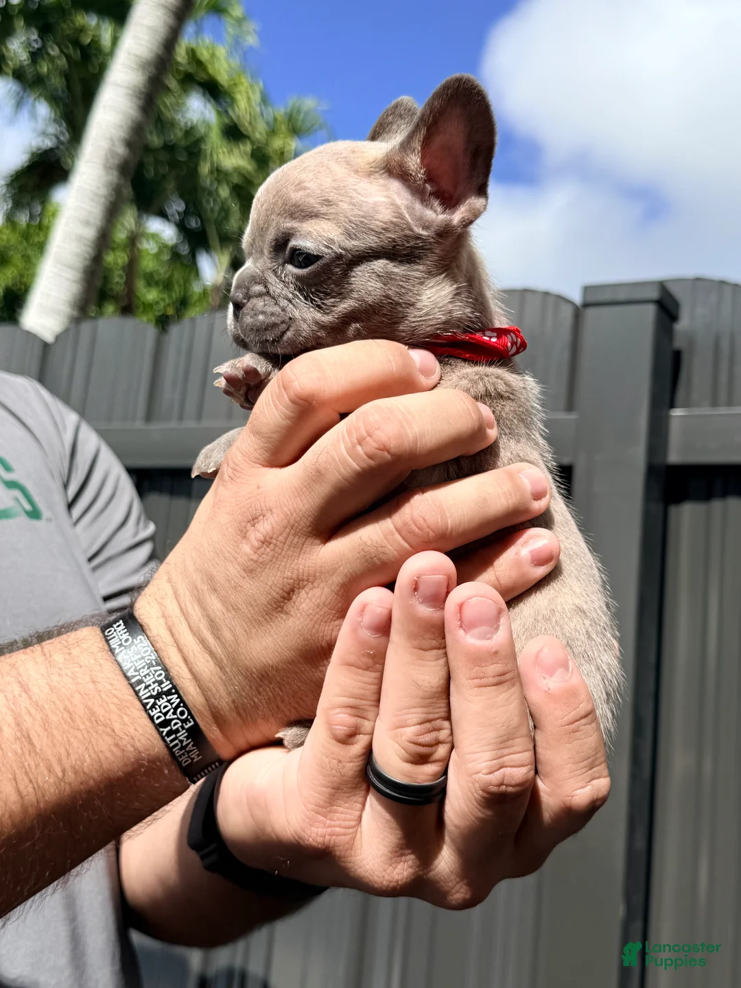 French Bulldog dogs for sale: Tiny - Ad 7