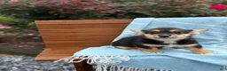Welsh Corgi Pembroke dogs for sale: Josie - Ad 6