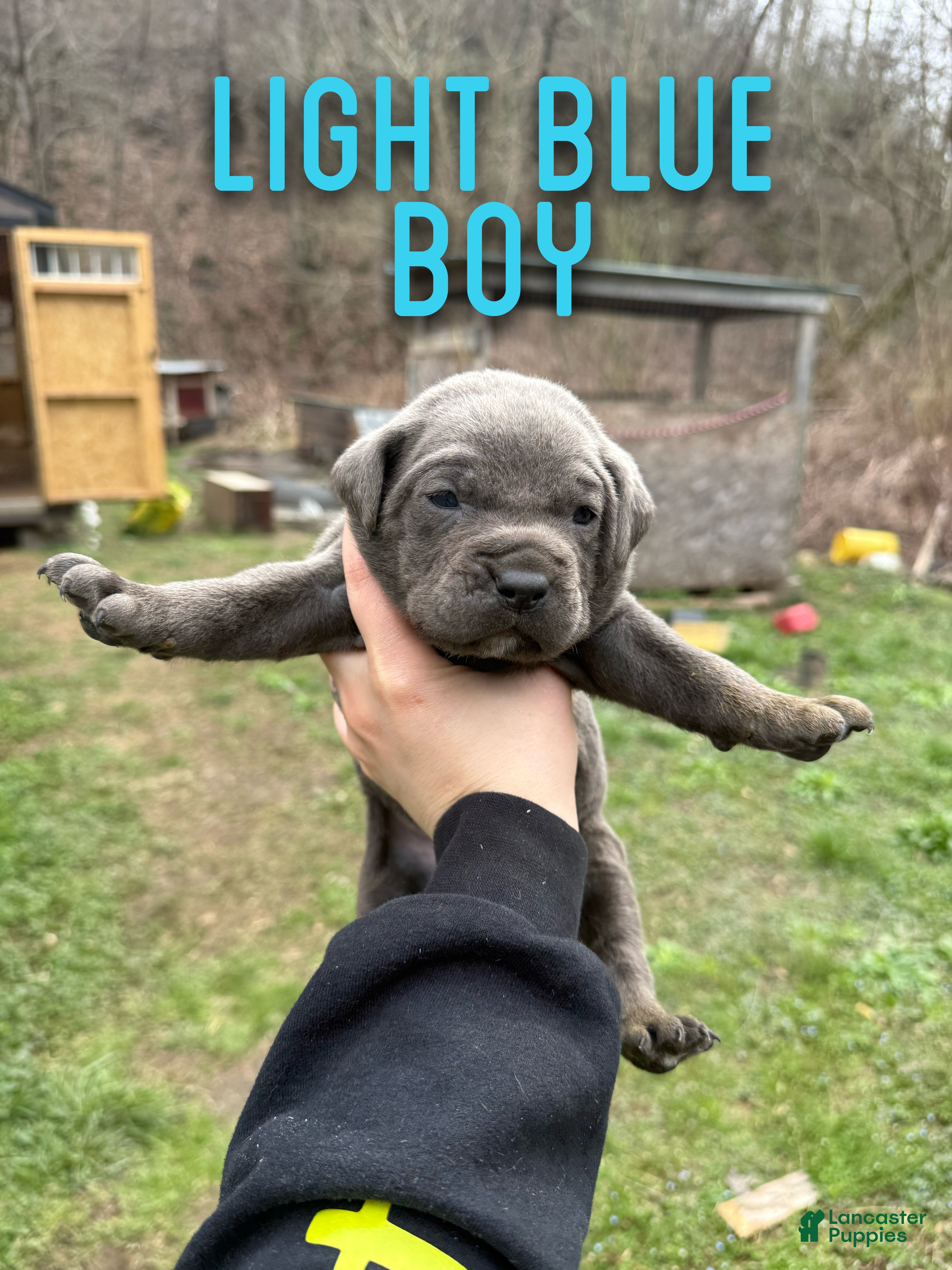 Cane Corso dogs Cane Corso Puppy 1 - Ad 24