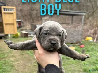 Cane Corso dogs Cane Corso Puppy 1 - Ad 24
