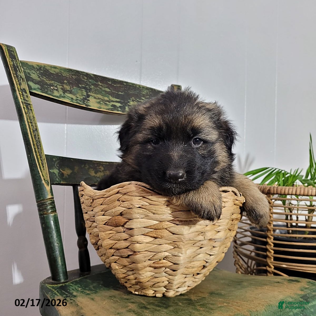 German Shepherd dogs Betsy - Ad 1