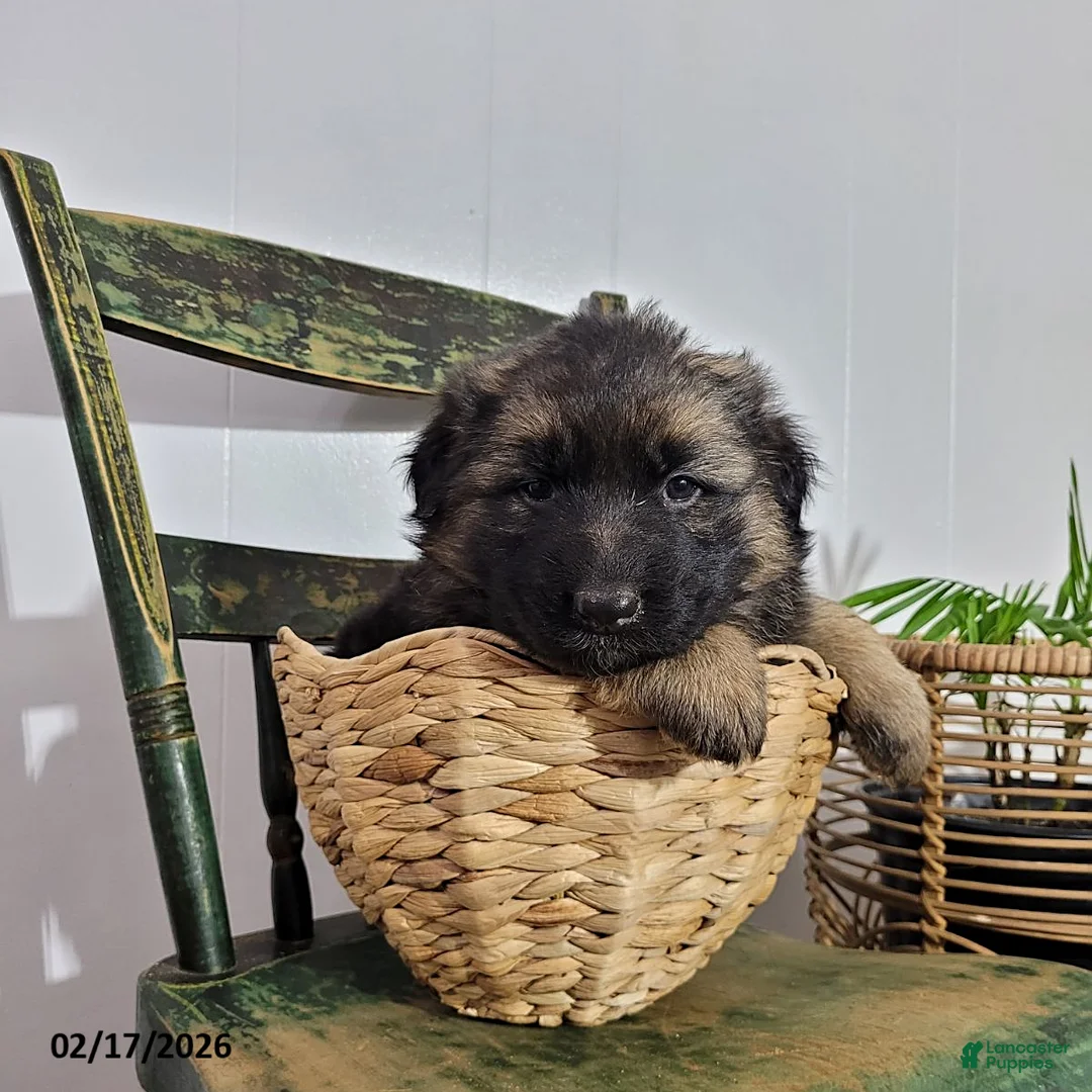 German Shepherd dogs for sale: Betsy - Ad 1