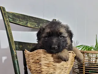 German Shepherd dogs for sale: Betsy - Ad 1