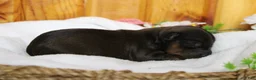 Yorkiepoo dogs for sale: Lady  - Ad 4
