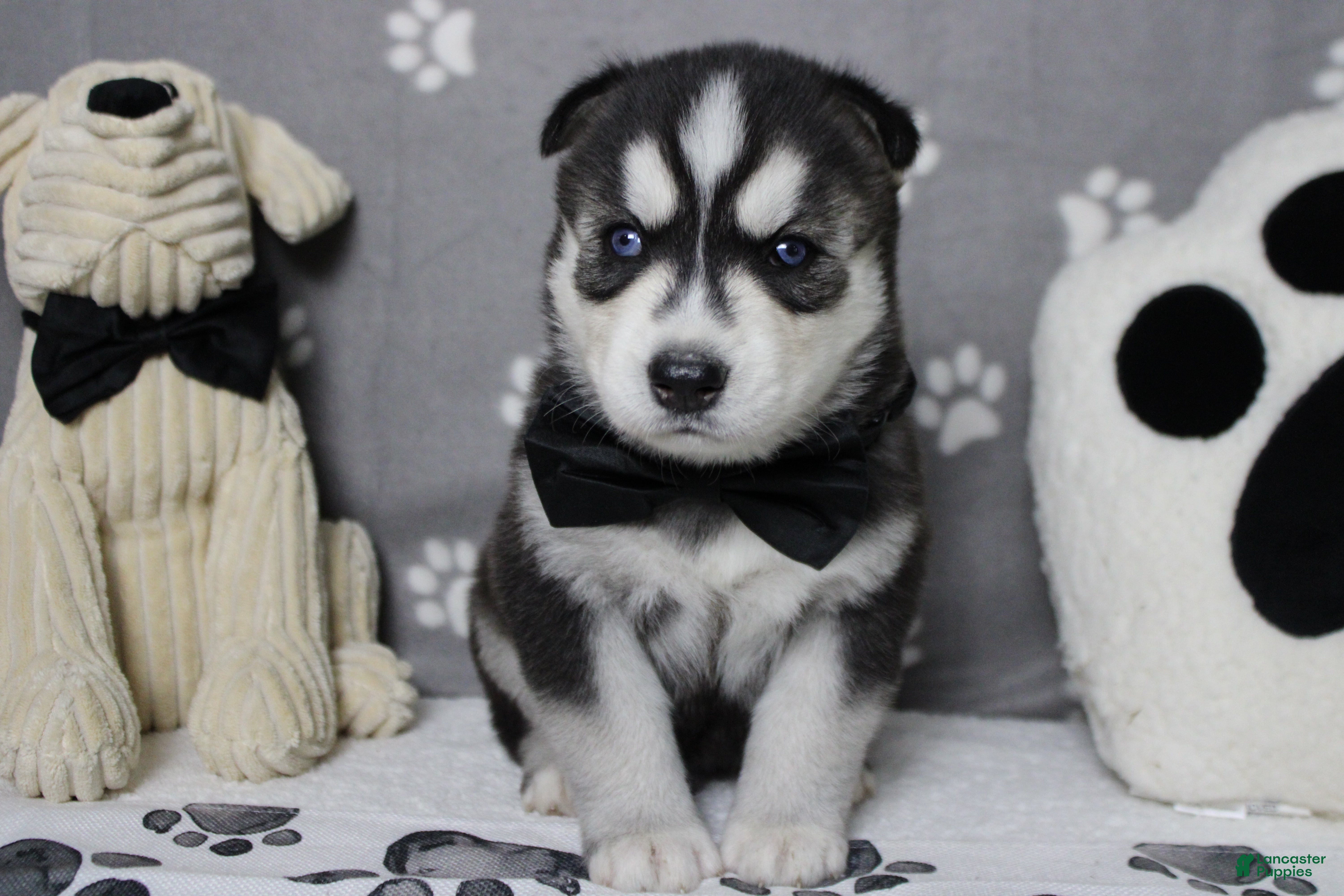 Siberian Husky dogs Koda  - Ad 10