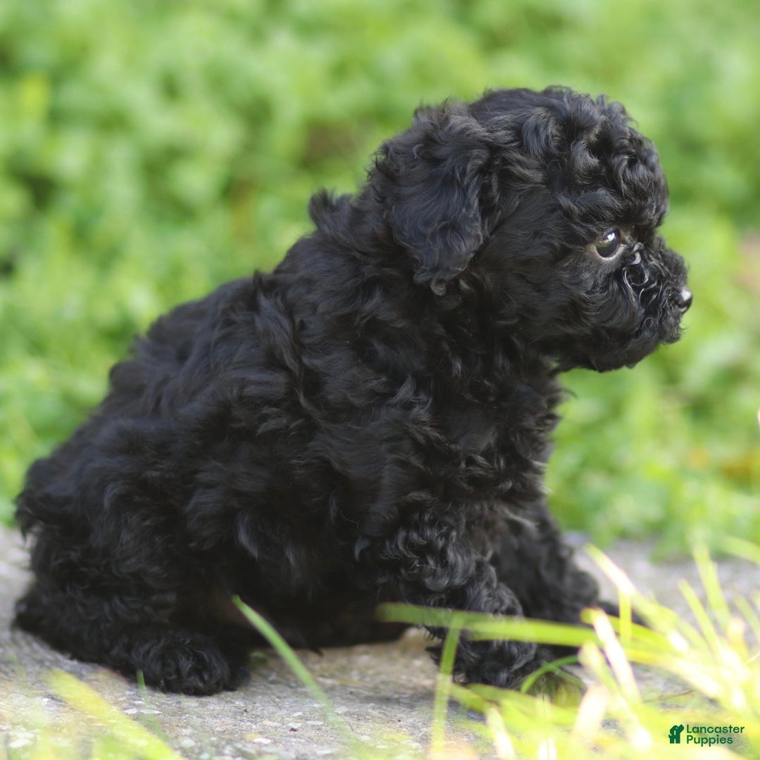 Toy Poodle dogs for sale: Milo - Ad 7