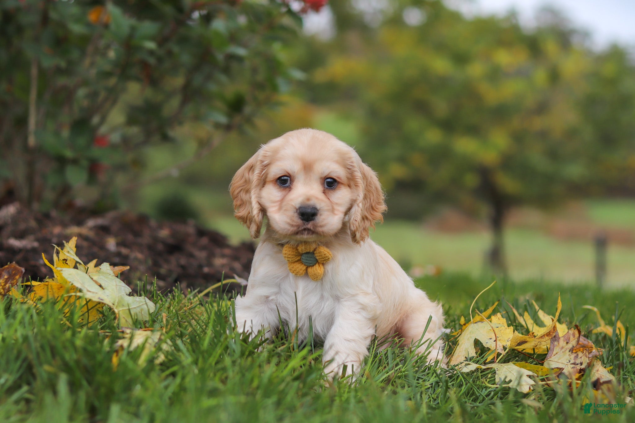 Cocker Spaniel dogs Cinnamon - Ad 1