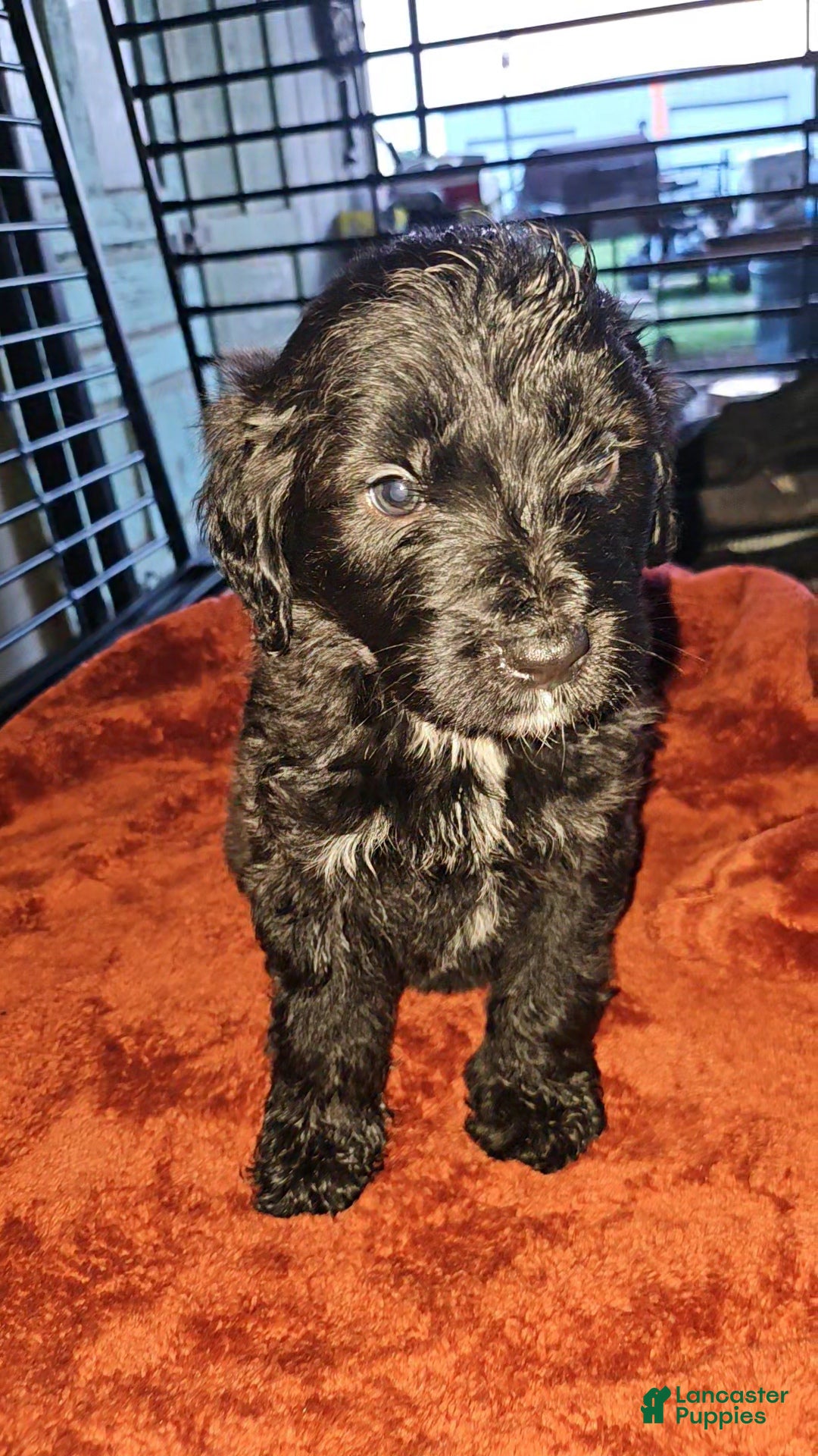 Labradoodle dogs Koda jr. - Ad 17