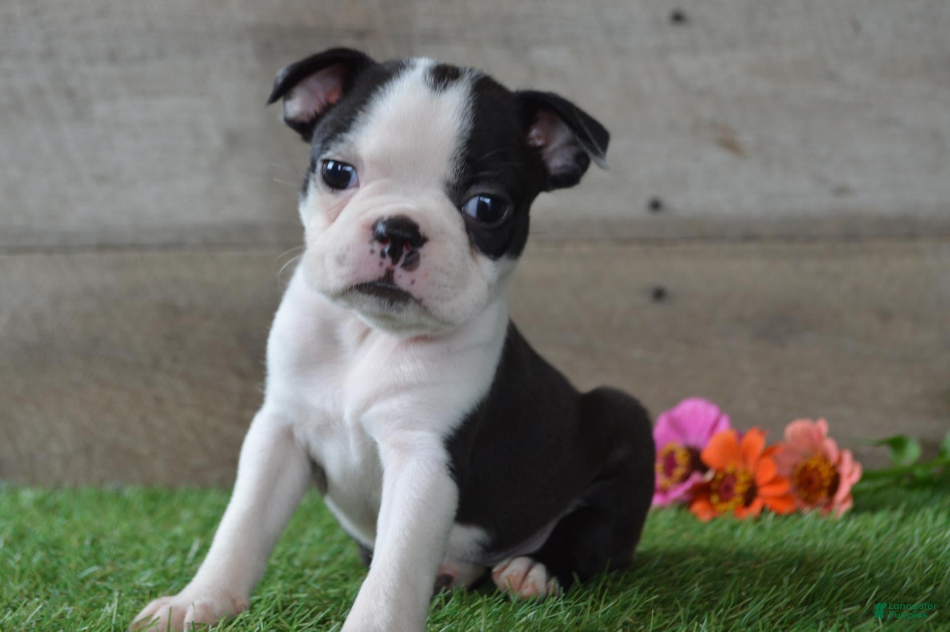 Boston Terrier dogs Misty - Ad 2