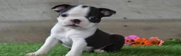Boston Terrier dogs for sale: Misty - Ad 2