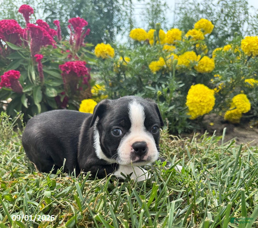 Boston Terrier dogs Tyler - Ad 1