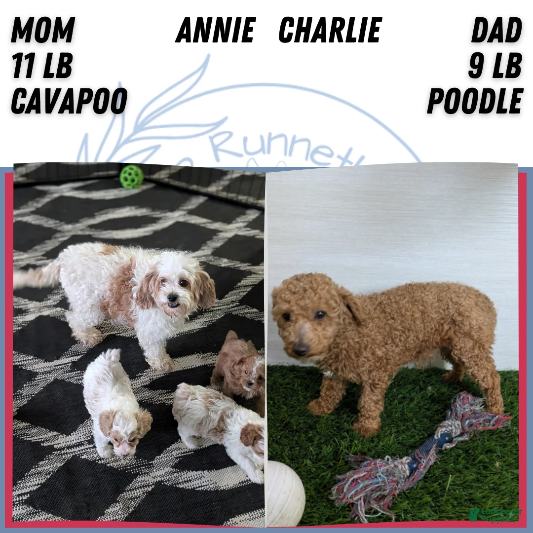 Cavapoo dogs for sale: Duke - Ad 13