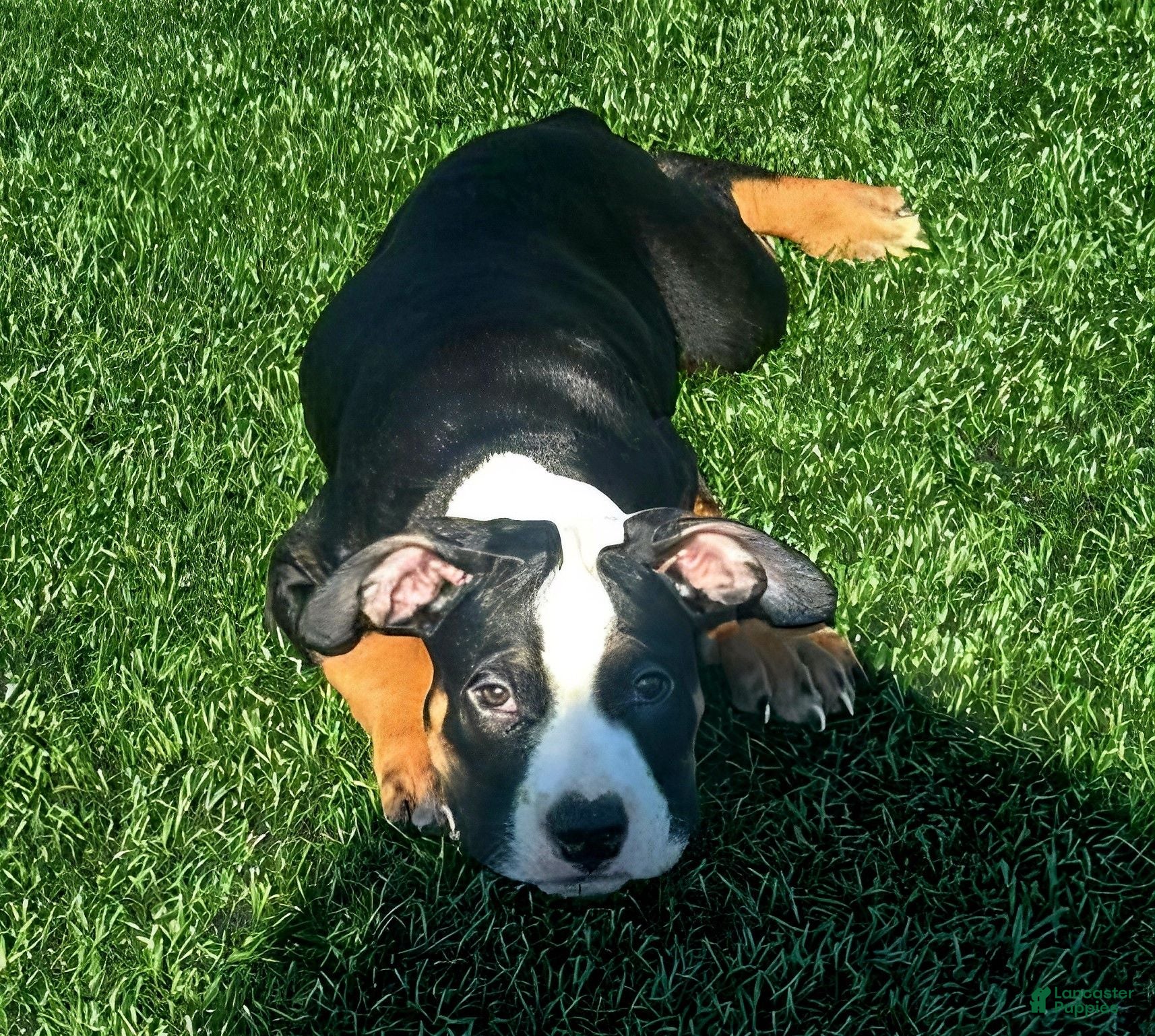 American Bully dogs "ICE CUBE" TRI COLOR - Ad 35