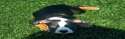 American Bully dogs for sale: "ICE CUBE" TRI COLOR - Ad 1