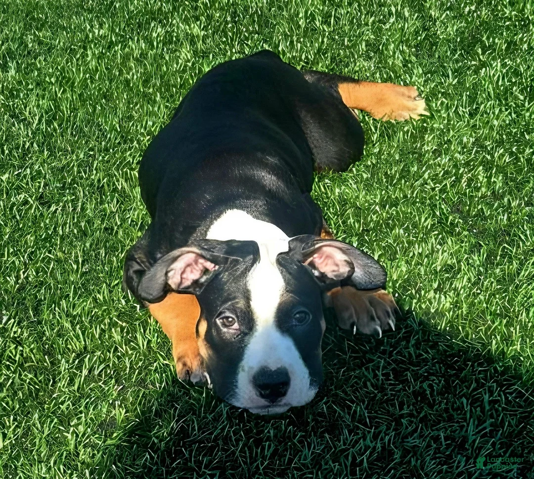 American Bully dogs for sale: "ICE CUBE" TRI COLOR - Ad 1