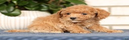 Bichpoo dogs for sale: Fern - Ad 6