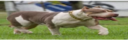 American Bully dogs for sale: American Bully Puppy 4 - Ad 7