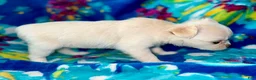 Chihuahua dogs for sale: Pearl - Ad 4