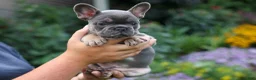 French Bulldog dogs for sale:  Francie💕 - Ad 9