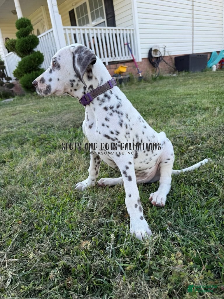 Dalmatian dogs Bo - Ad 2