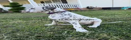 Dalmatian dogs for sale: Bo - Ad 2
