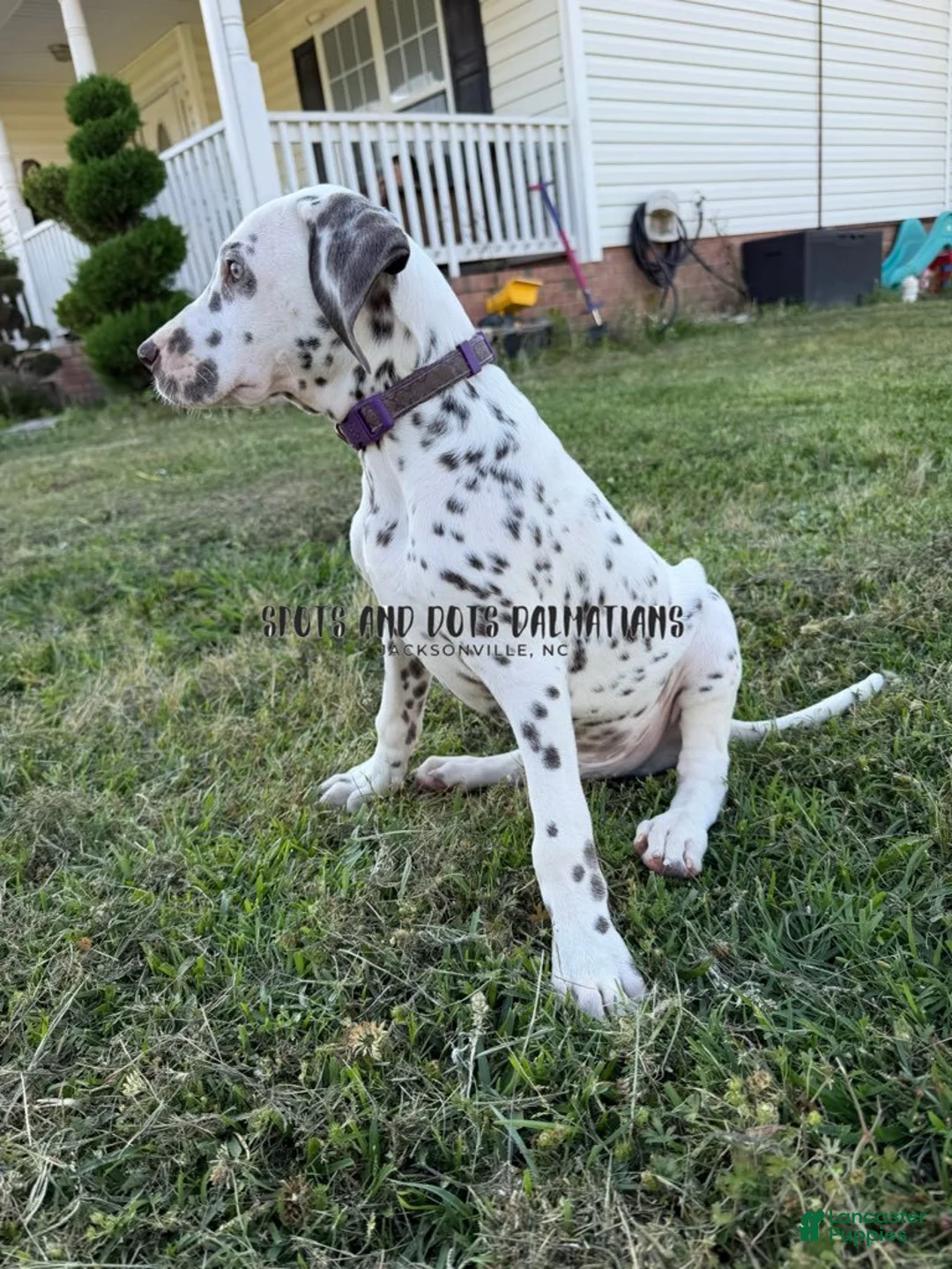 Dalmatian dogs for sale: Bo - Ad 2