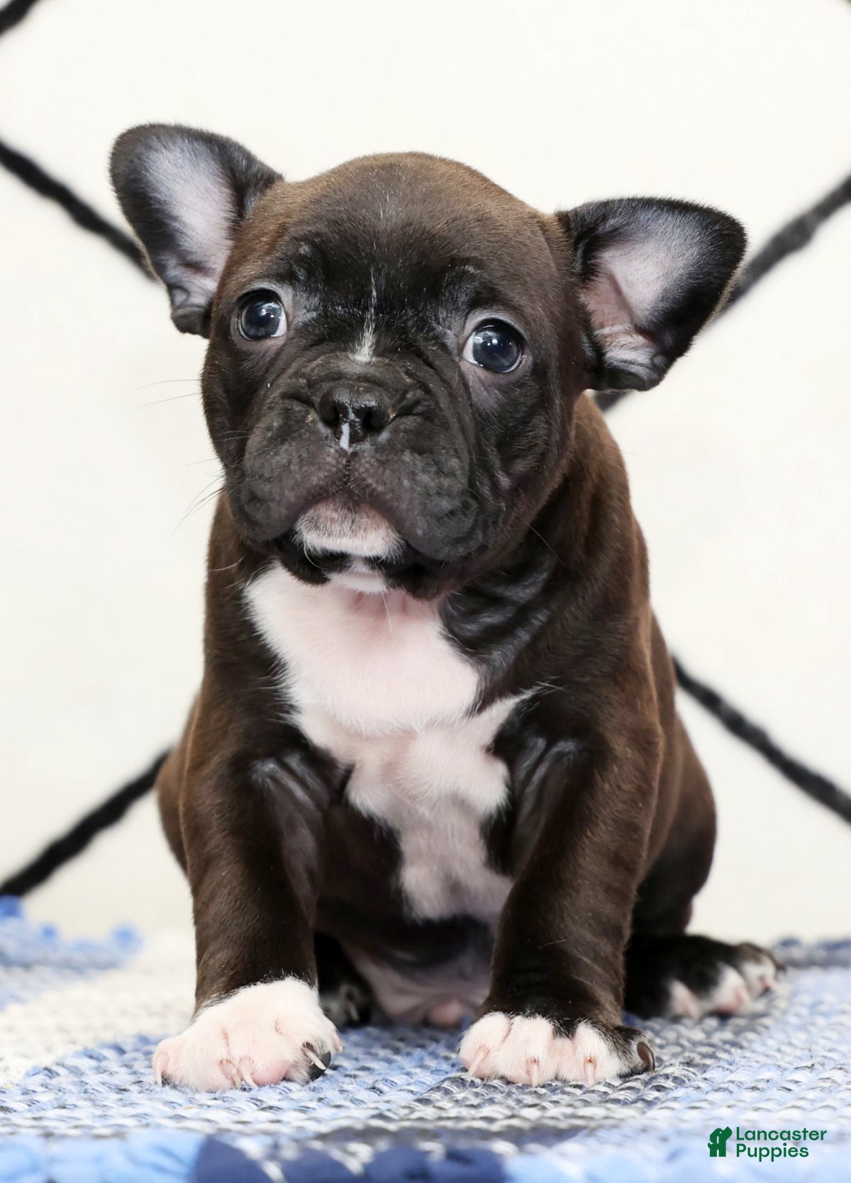 Frenchton dogs Chocolate - Ad 2