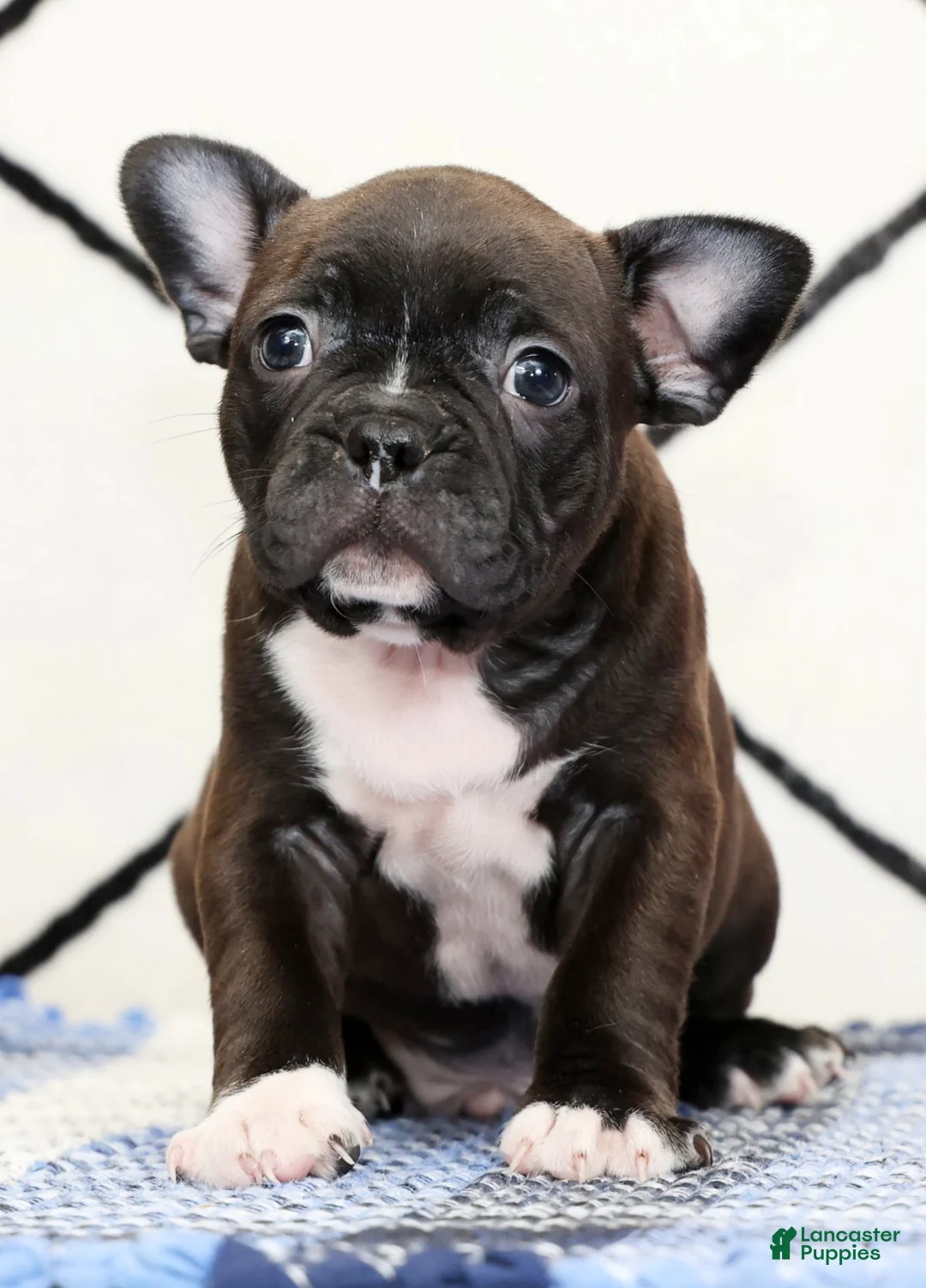 Frenchton dogs for sale: Chocolate - Ad 2