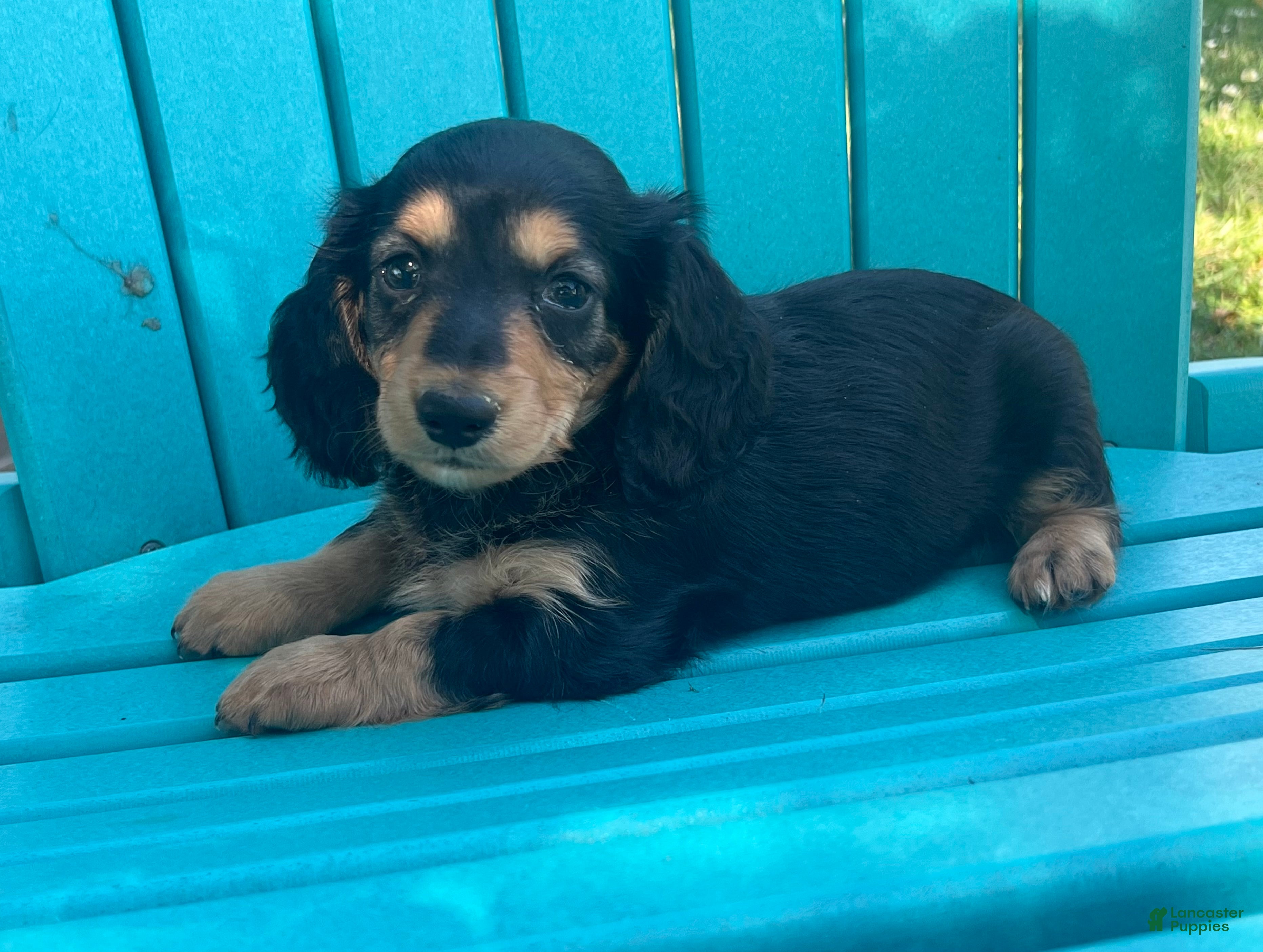 Miniature Dachshund dogs Bruno - Ad 2