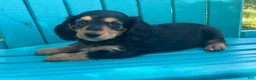 Miniature Dachshund dogs for sale: Bruno - Ad 2