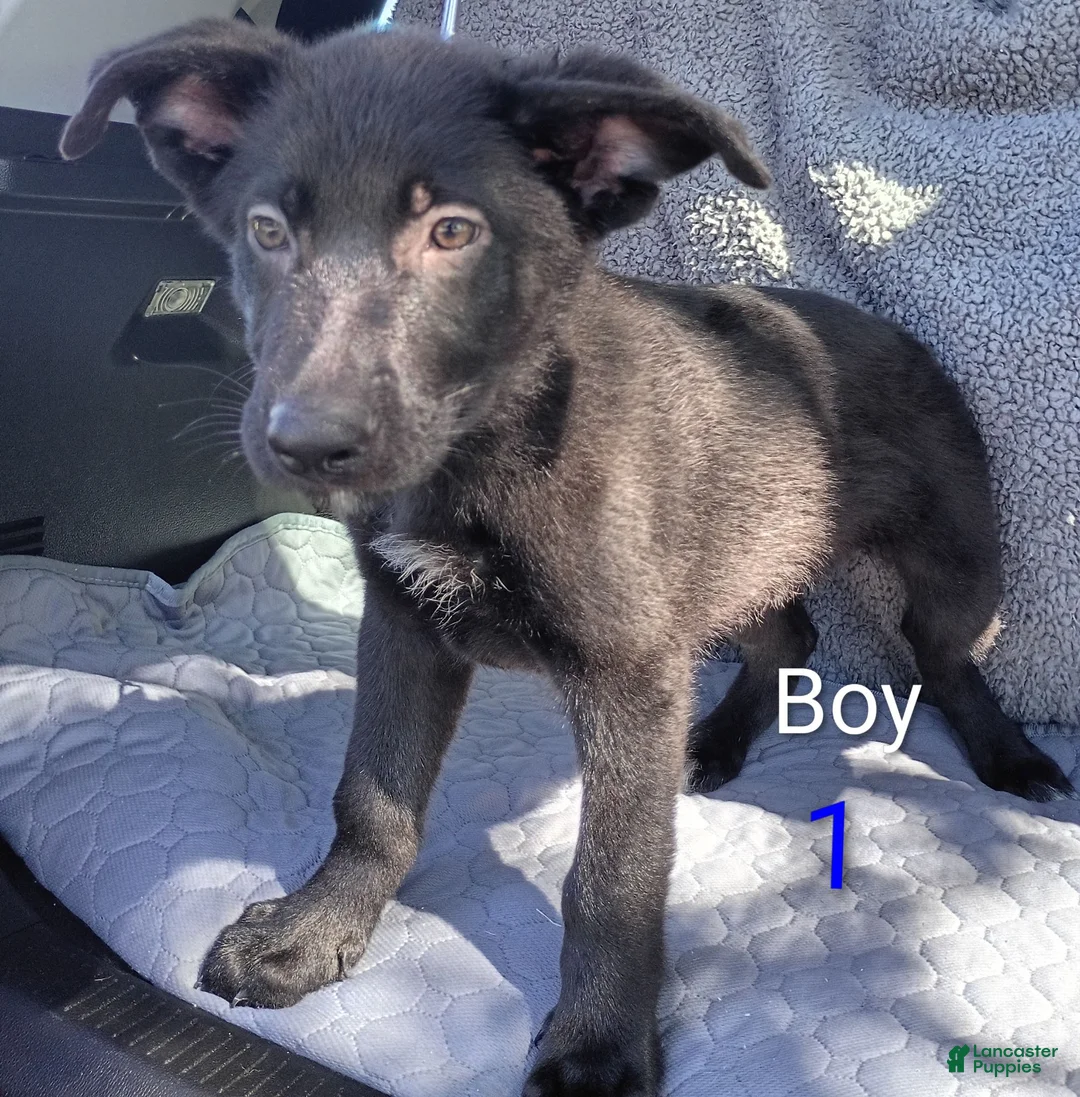 German Shepherd dogs for sale: German Shepherd 1 - Ad 2