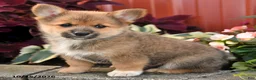 Pomeranian dogs for sale: Cinnamon - Ad 4