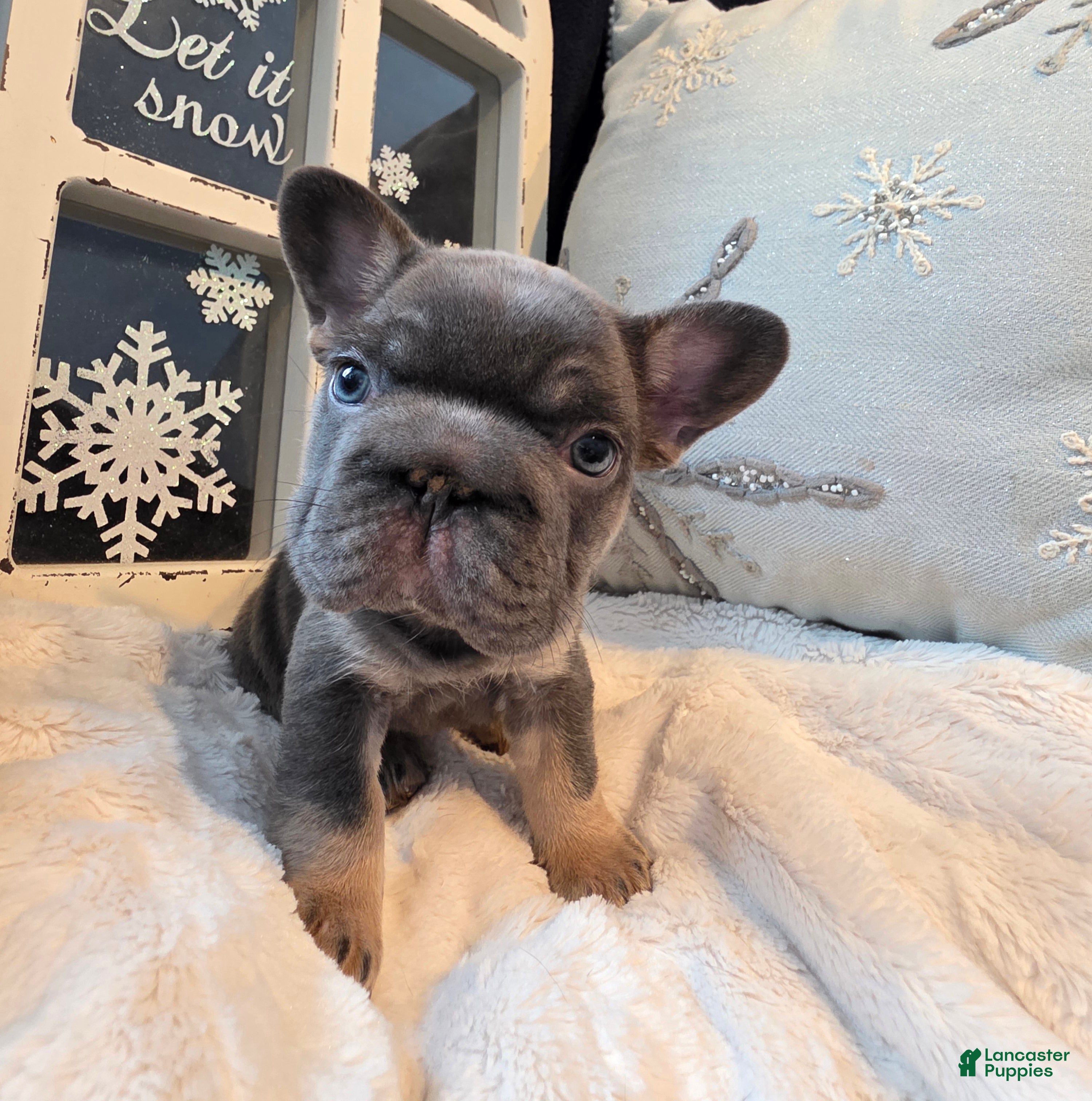 French Bulldog dogs ❄️ Iduna – Blue Big Rope French Bulldog, carries fluffy - Ad 1