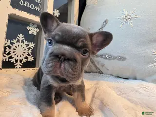 French Bulldog dogs ❄️ Iduna – Blue Big Rope French Bulldog, carries fluffy - Ad 3