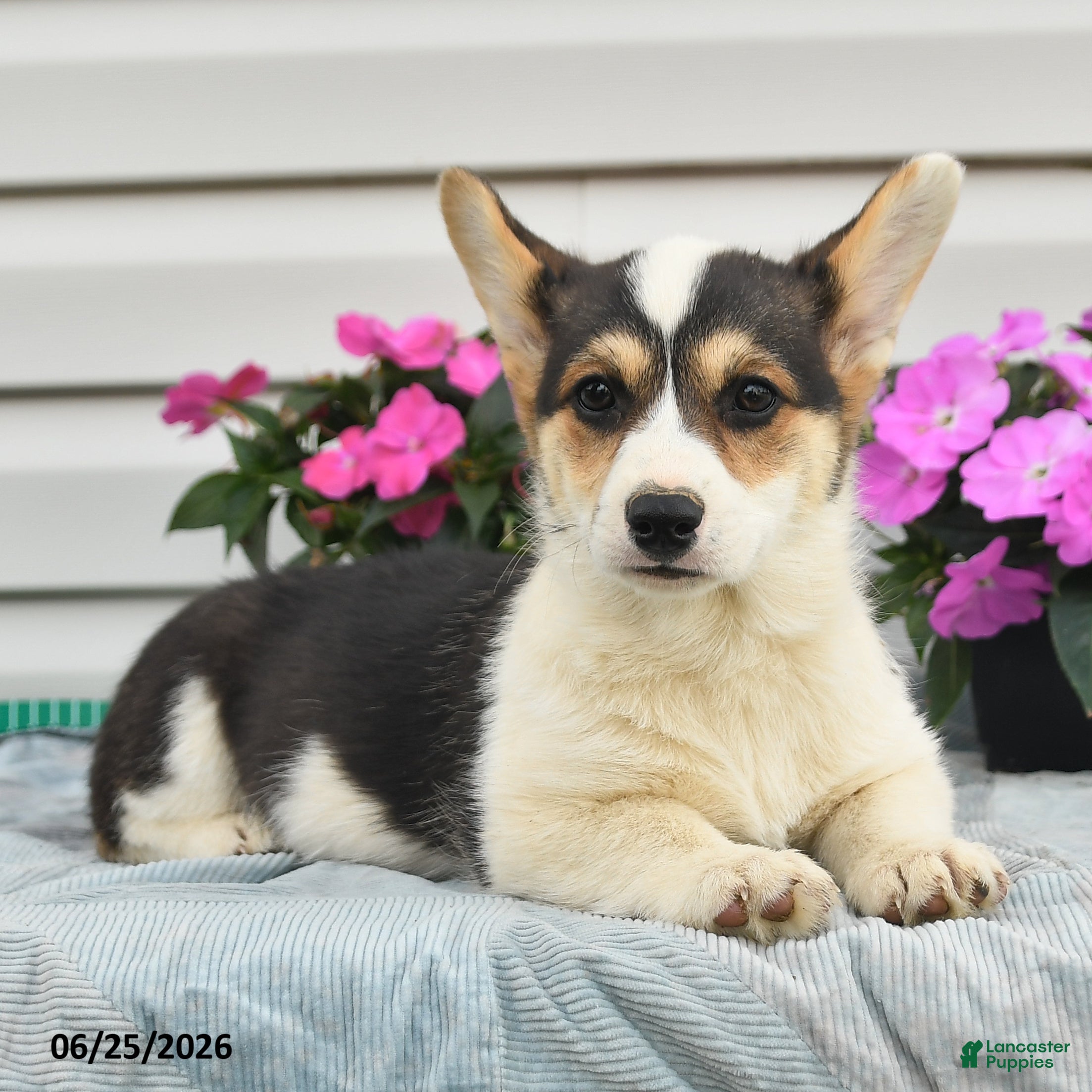 Welsh Corgi Pembroke dogs Pearl - Ad 1