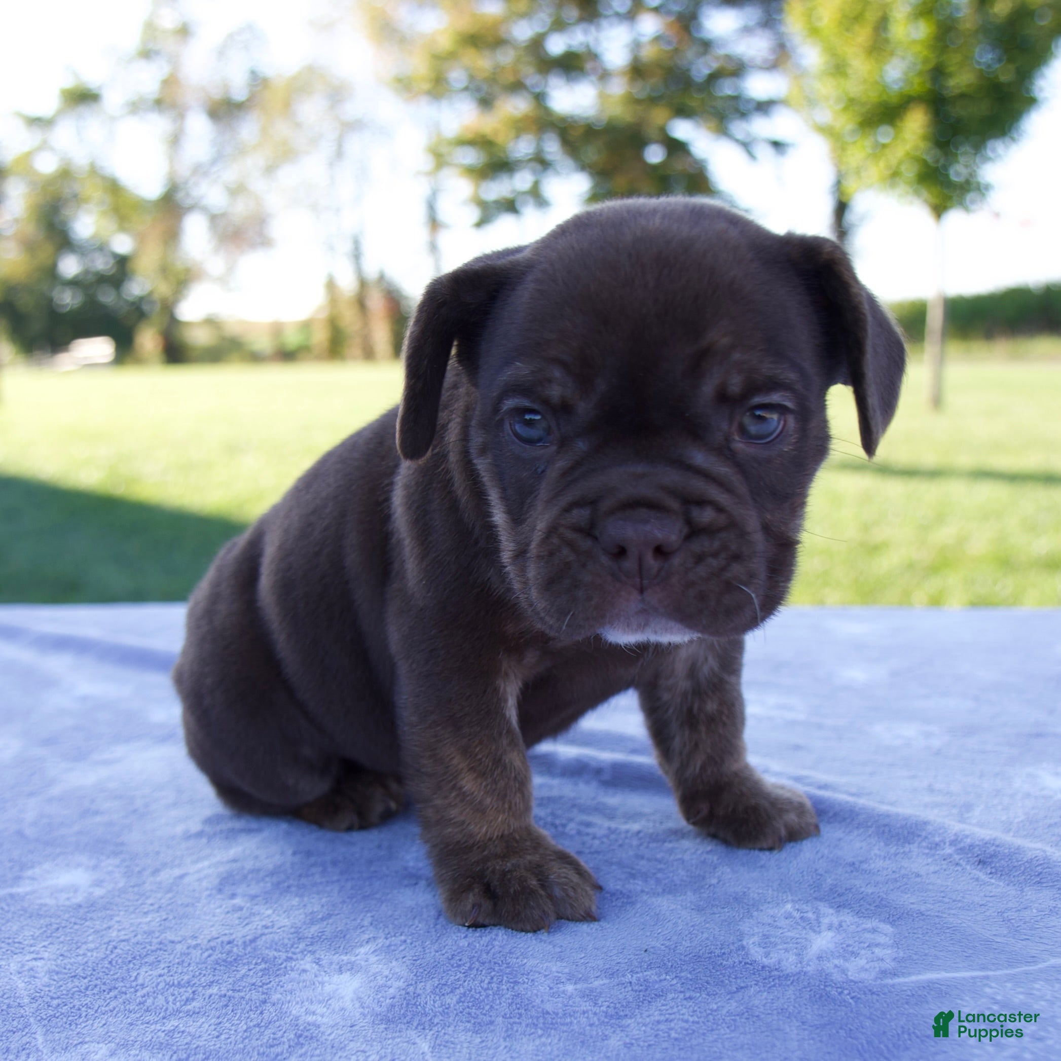 Beabull dogs Amber - Ad 2