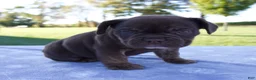 Beabull dogs for sale: Amber - Ad 2