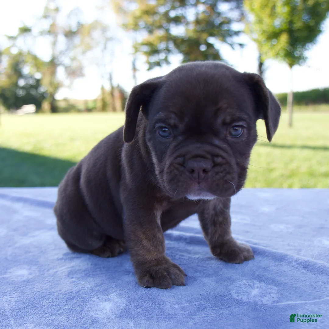 Beabull dogs for sale: Amber - Ad 2