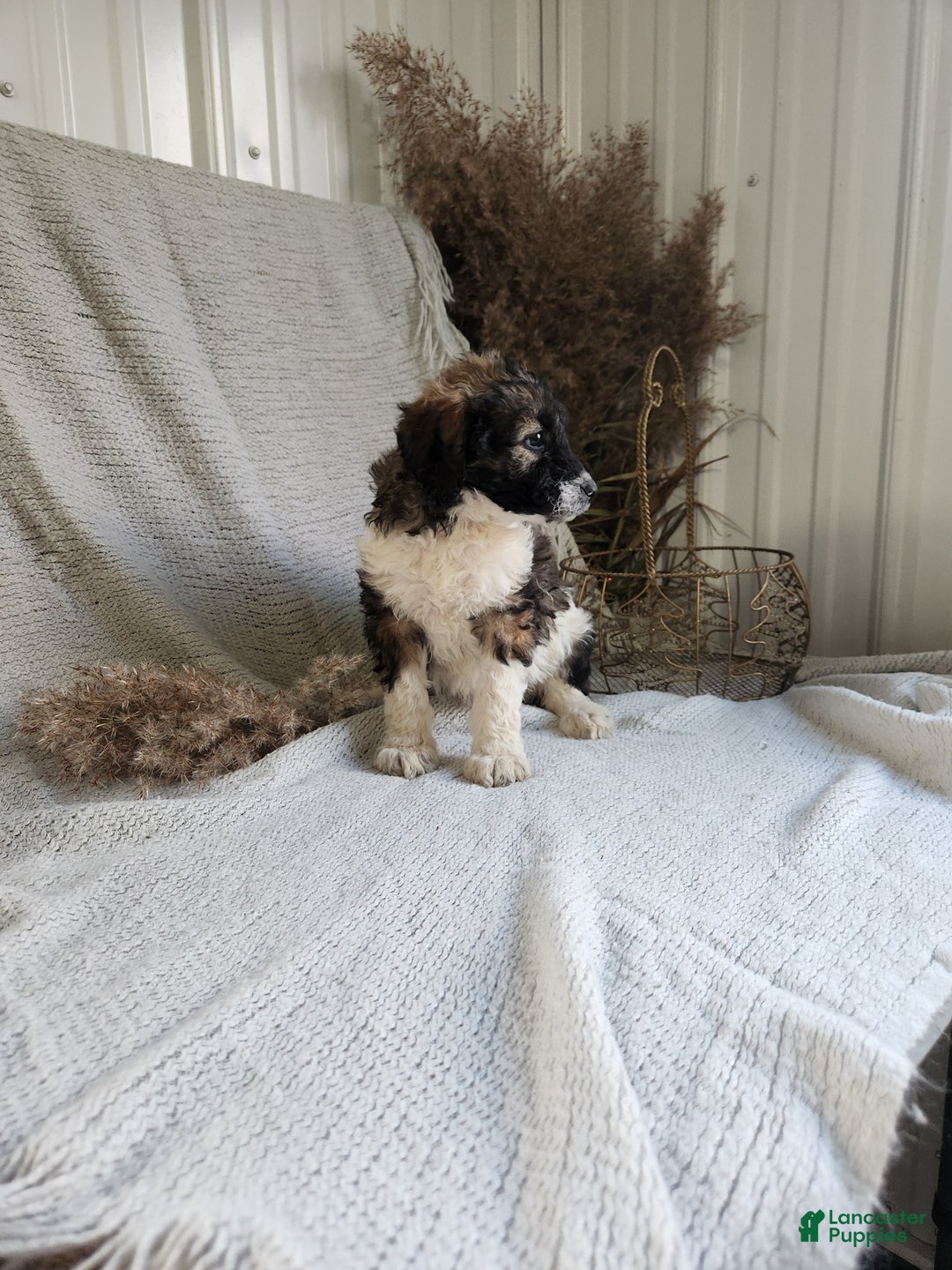 Bernedoodle dogs for sale: Lilly - Ad 4