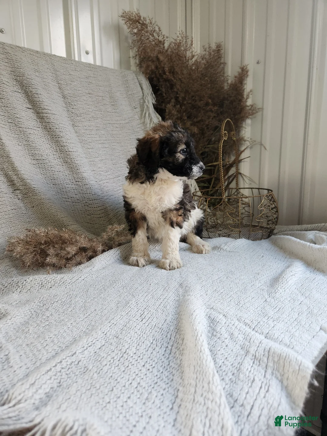 Bernedoodle dogs for sale: Lilly - Ad 4