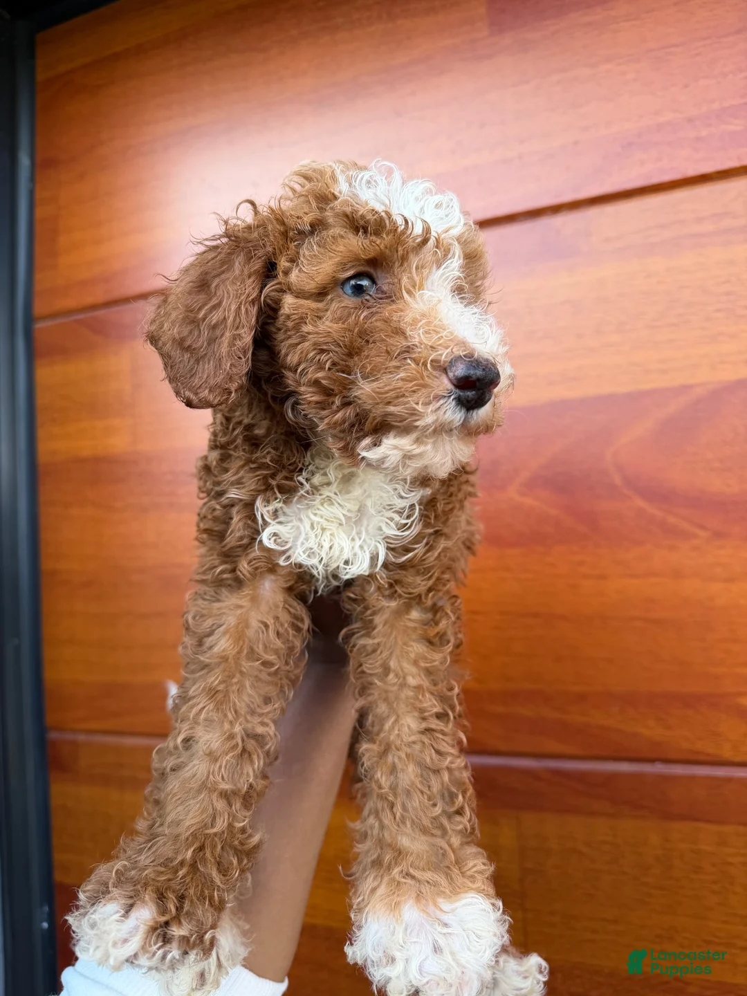 Miniature Poodle dogs for sale: Berry - Ad 4
