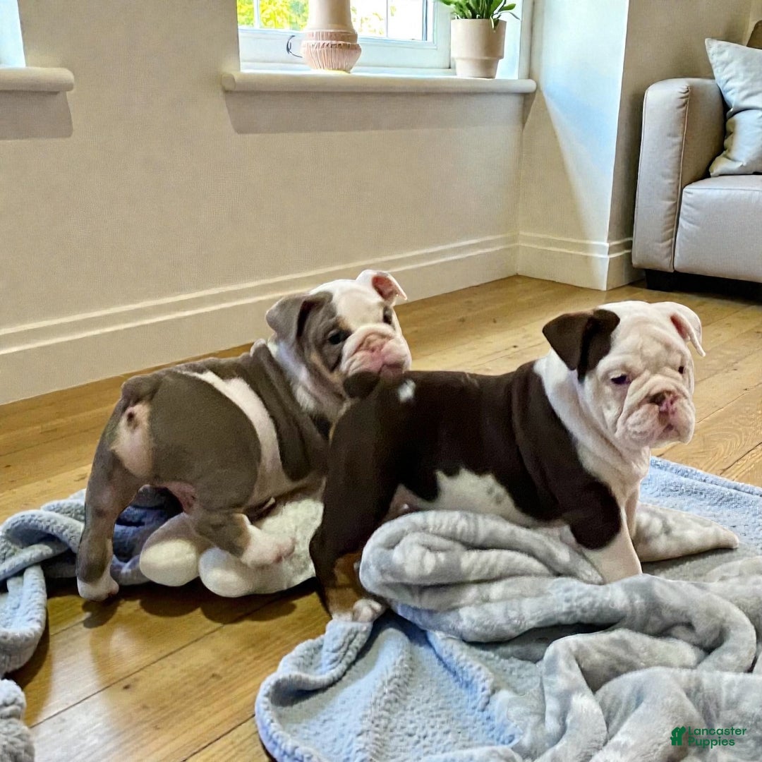 English Bulldog dogs for sale: Willow  - Ad 13