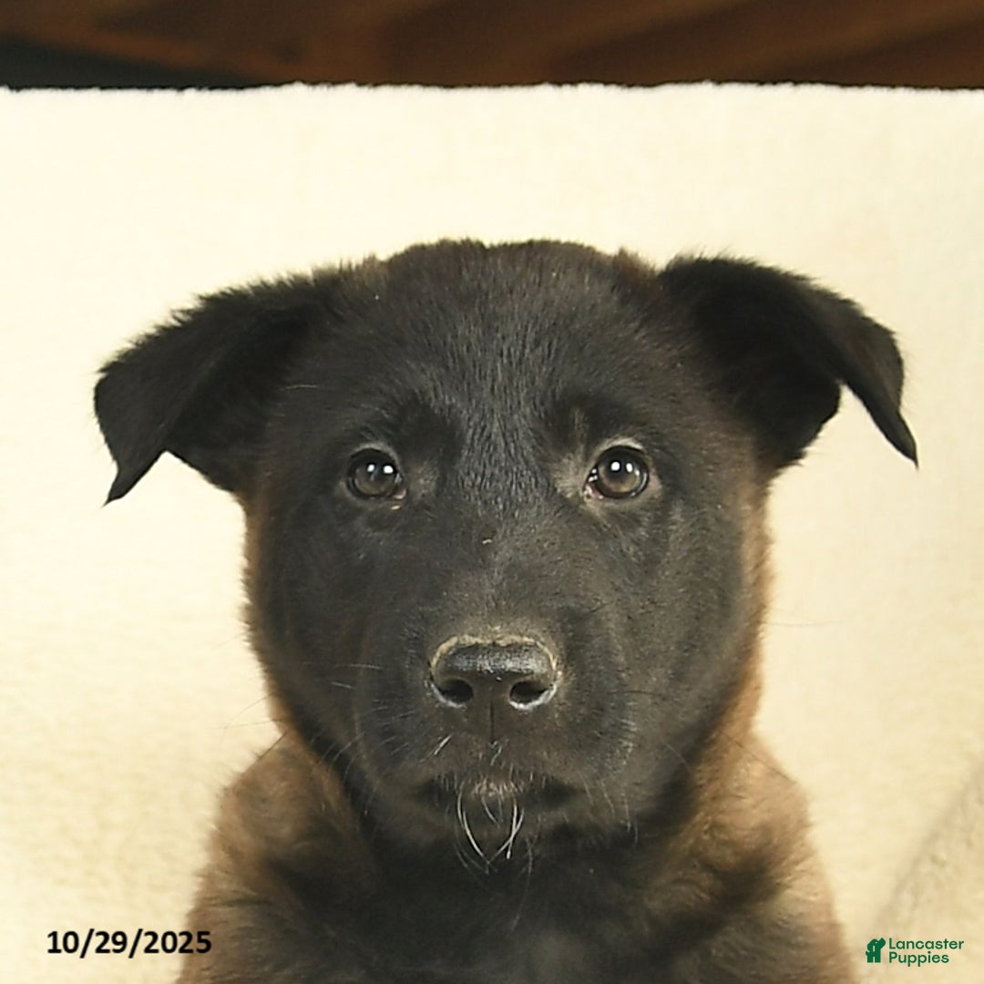 Jasmine for sale in Peach Bottom Lancaster Puppies