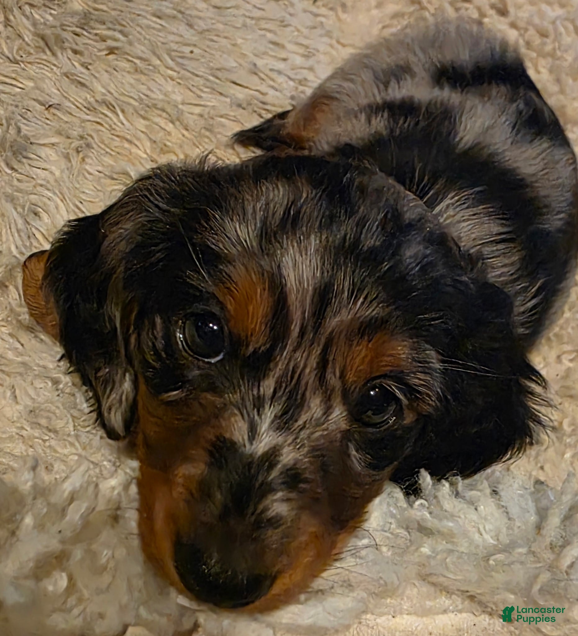 Miniature Dachshund dogs Miniature Dachshund 2 - Ad 1
