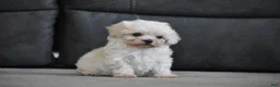 Maltipoo dogs for sale: Archie - Ad 10