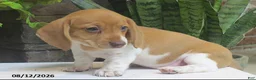 Miniature Dachshund dogs for sale: Jewel - Ad 6